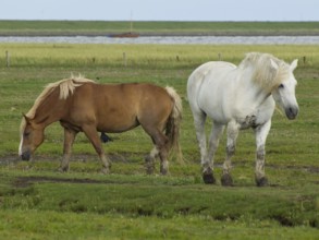 Two horses on a green pasture, in the background a lake, Juist, East Frisia, Germany