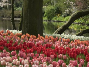Colourful tulip bed in front of a pond in the spring garden, Amsterdam, Netherlands