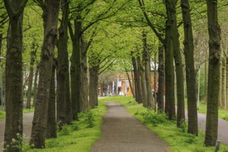 Well-kept path with a row of trees that forms a quiet and green passage in an urban environment,