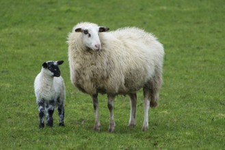 A sheep and a lamb stand together on a green meadow, surrounded by grass, sheep with small lambs on