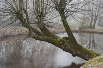 A bare tree overgrown with moss towers over a calm river in a winter scene, Borken, Münsterland,
