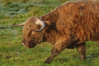 A Highland cow walks across the lush green meadow with a peaceful aura, Velen, münsterland, North