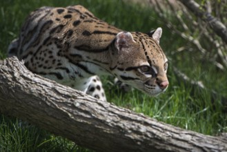 Ocelot (Leopardus pardalis), captive animal, zoo, Pittsburgh Zoo & Aquarium, direct eye contact,