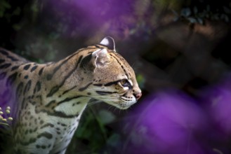 Ocelot (Leopardus pardalis), A focused ocelot with striking spotted fur, surrounded by a vibrant
