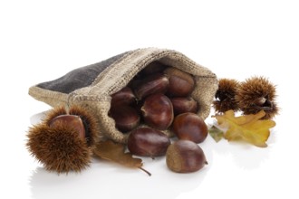 Chestnuts in burlap bag with leafs isolated on white background