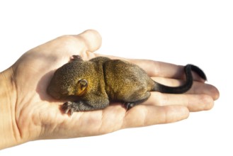 Growing squirrel pup of Indian palm squirrel (Funambulus palmarium) isolated on a white background
