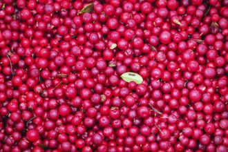 Process of gathering cranberries. A large number of berries poured in a heap