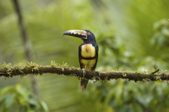Fiery billed aracari, costarica