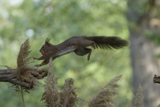 Sciurus vulgaris, italy
