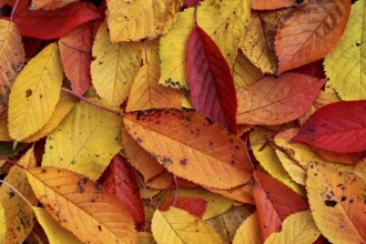Autumn leaves