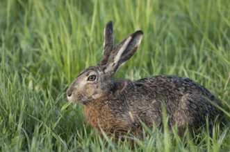 European hare (lepus europaeus)