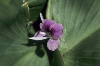 Indian spice lily (Kaempferia galanga)