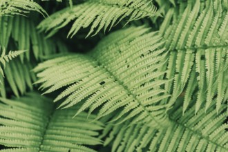 Natural background, thickets of fern
