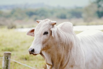 Cattle breeding in Brazil. Livestock and farming are the main activities that drive Brazil's