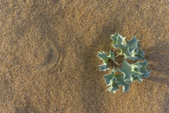 Eryngium maritimum. Marine thistle. Sea holly in the french atlantique coast