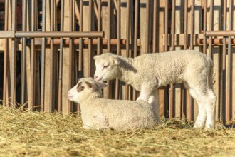 Lamb and sheep in a sheepfold and a pasture in a village in winter