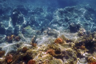Sea Life Underwater Rocks Sunlight, Underwater Life