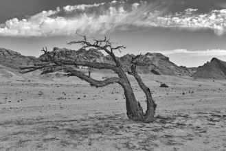 Dead tree in the dry Swakop River, Namibia in black and white