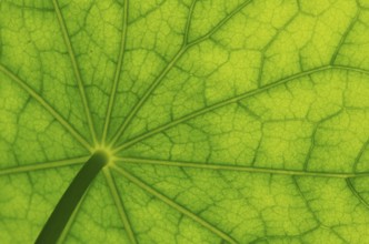 Bottom view of the leaf surface of a nasturtium