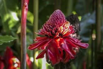 Close-up of a red Torch lily partly in sunlight, against natural dark background, Folha Seca,
