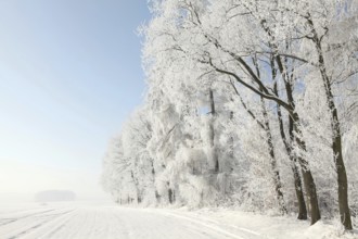 Frosty winter trees against the blue sky, Poland