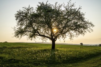 Fruit tree at sunset in the Rhön