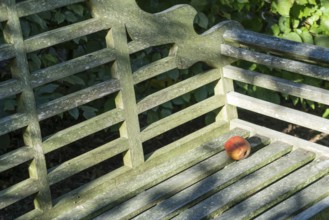 Apple on a bench