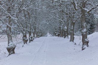 Avenue of trees in winter with snow covered branches and ground, Nurmijärvi, Finland