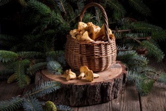Chanterelle
