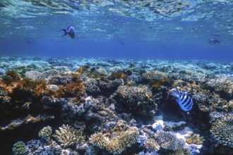 Underwater view of the coral reef, Tropical waters, Marine life