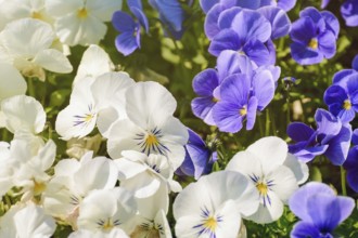 Blue And White Pansy Flowers Varna, Bulgaria