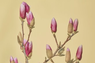 Pink Magnolia Flowers against the Yellow Background Varna, Bulgaria
