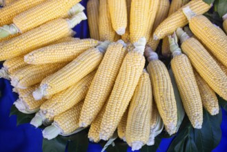Plenty of organic fresh peeled corns as food background