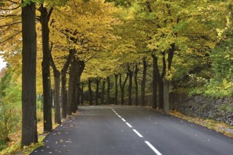 Autumn avenue Highway, passing between autumn trees with yellow leaves