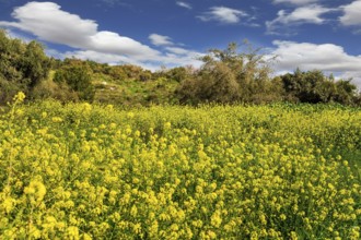 Lovely yellow flowers of colza honey plant. Spring green grass and flowers grow in forest glades.