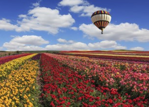 Spring windy day on the farm. In the sky flying scenic balloons. The colorful buttercups