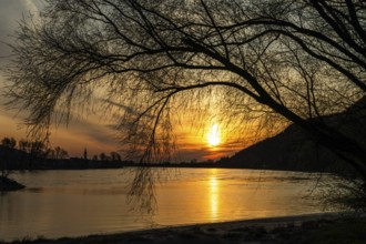 Sunrise over the Danube, barren tree, near Rossatz, Wachau, Lower Austria, Austria