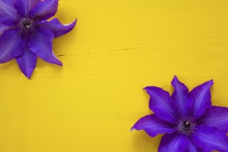 Two purple clematis isolated on wooden table