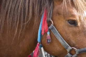 Close up of a head of a brown horse. Super closeup