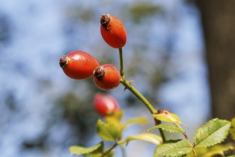 Rosehips, rose fruits