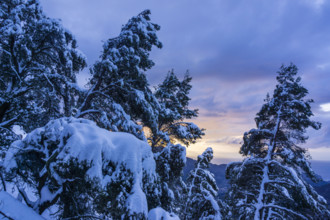 Pinos nevados, Portell de Sa Costa, Soller, Mallorca, balearic islands, spain