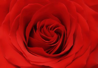 Beautiful red rose background