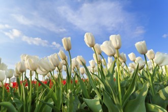 White tulip field over blue sky in spring, Holland