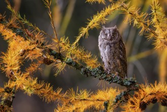 The Eurasian scops owl, Otus scops, European scops owl in larch
