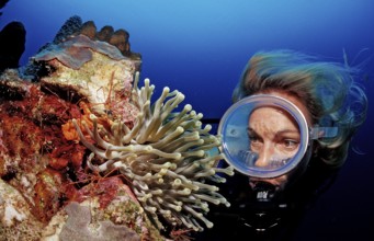 Diver and yellowline arrow crab in anemone, Stenorhynchus seticornis, Netherlands Antilles,