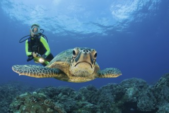 Green turtle and diver, Chelonia mydas, Maui, Hawaii, USA
