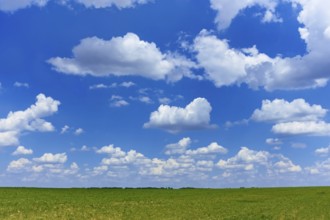 Beautiful cloudscape over green cereal field in springtime