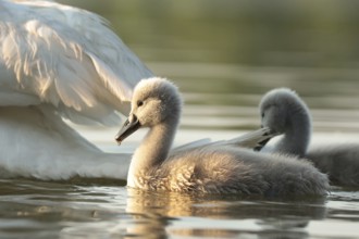 Young swans on the lake on a sunny spring morning