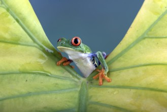 Red-eyed tree frog on yellow leaf