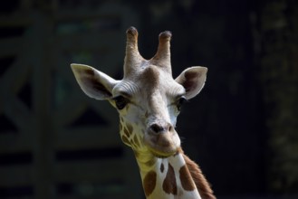 Portrait of a giraffe in their cage